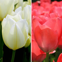 Tulipes - Elly's Choice - 30 bulbes à fleurs - Taille 12+.