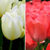 Tulipes - Elly's Choice - 30 bulbes à fleurs - Taille 12+.