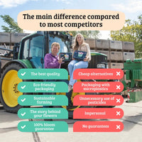 Tulipes "Gomera" – 15 bulbes à fleurs – Taille 12+ - GREEN OASIS - SHOP