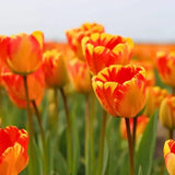 Tulipes - Nadine's Happiness - 30 bulbes à fleurs - Taille 12+ - GREEN OASIS - SHOP