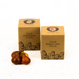 Tulipes - Nadine's Happiness - 30 bulbes à fleurs - Taille 12+ - GREEN OASIS - SHOP