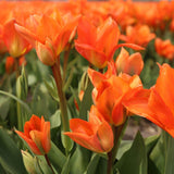 Tulipes "Orange Emperor" – 15 bulbes à fleurs – Taille 12+ - GREEN OASIS - SHOP