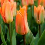 Tulipes "Orange Emperor" – 15 bulbes à fleurs – Taille 12+ - GREEN OASIS - SHOP