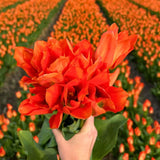 Tulipes "Orange Emperor" – 15 bulbes à fleurs – Taille 12+ - GREEN OASIS - SHOP