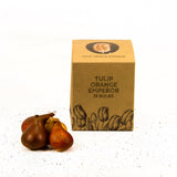 Tulipes "Orange Emperor" – 15 bulbes à fleurs – Taille 12+ - GREEN OASIS - SHOP