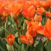 Tulipes "Orange Emperor" – 15 bulbes à fleurs – Taille 12+.