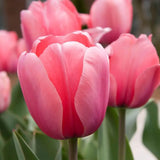 Tulipes Pink Impression – 15 bulbes à fleurs – Taille 12+.