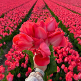 Tulipes "Van Eijk" – 15 bulbes à fleurs – Taille 12+ - GREEN OASIS - SHOP