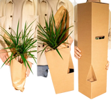 Yucca Elephantipes - Ø17cm - ↕85cm Everspring