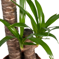 Yucca Elephantipes - Ø17cm - ↕85cm Everspring