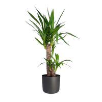 Yucca Elephantipes - Ø17cm - ↕85cm Everspring