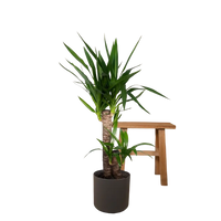 Yucca Elephantipes - Ø17cm - ↕85cm Everspring