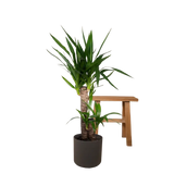 Yucca Elephantipes - Ø17cm - ↕85cm Everspring
