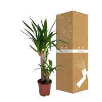 Yucca Elephantipes - Ø17cm - ↕85cm Everspring