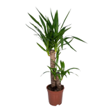 Yucca Elephantipes - Ø17cm - ↕85cm Everspring