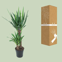 Yucca Elephantipes - Ø21cm - ↕100cm Everspring