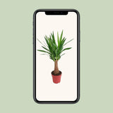 Yucca « Maya Tree »  - Ø19 cm - ↕80 cm Everspring