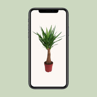 Yucca « Maya Tree » - Ø21 cm - ↕100 cm - GREEN OASIS - SHOP Plantes vertes originales livrées à votre domicile