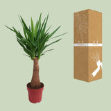 Yucca « Maya Tree » - Ø21 cm - ↕100 cm - GREEN OASIS - SHOP Plantes vertes originales livrées à votre domicile