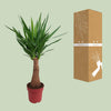 Yucca « Maya Tree » - Ø21 cm - ↕100 cm - GREEN OASIS - SHOP Plantes vertes originales livrées à votre domicile