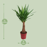 Yucca « Maya Tree » - Ø21 cm - ↕100 cm - GREEN OASIS - SHOP Plantes vertes originales livrées à votre domicile