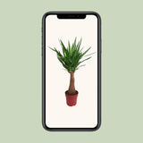 Yucca « Maya Tree » - Ø21 cm - ↕100 cm - GREEN OASIS - SHOP Plantes vertes originales livrées à votre domicile