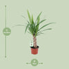 Yucca - Ø12cm - ↕50cm Everspring