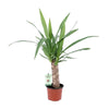 Yucca - Ø12cm - ↕50cm Everspring