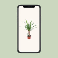 Yucca - Ø12cm - ↕50cm Everspring