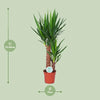 Yucca - Ø17cm - ↕80cm Everspring