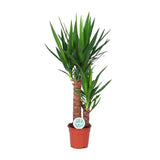 Yucca - Ø17cm - ↕80cm Everspring
