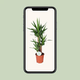 Yucca - Ø21cm - ↕90cm Everspring