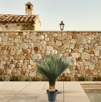 Yucca Rostrata - 100 - 120 cm - Ø40 - GREEN OASIS - SHOP