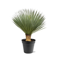 Yucca Rostrata - 100 - 120 cm - Ø40 - GREEN OASIS - SHOP