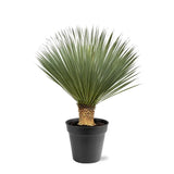 Yucca Rostrata - 100 - 120 cm - Ø40 - GREEN OASIS - SHOP