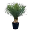 Yucca Rostrata - 140 cm - Ø45 - GREEN OASIS - SHOP