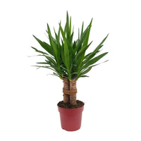 Yucca "Tres Cañas" 30 tige P19 - Ø19cm - ↕70cm - GREEN OASIS - SHOP Plantes vertes originales livrées à votre domicile