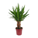 Yucca "Tres Cañas" 30 tige P19 - Ø19cm - ↕70cm - GREEN OASIS - SHOP Plantes vertes originales livrées à votre domicile