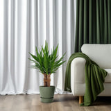 Yucca "Tres Cañas" 30 tige P19 - Ø19cm - ↕70cm - GREEN OASIS - SHOP Plantes vertes originales livrées à votre domicile