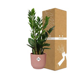 Zamioculcas – Hauteur 45-50 cm + pot ELHO Vibes Fold 14 cm rose Everspring