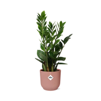 Zamioculcas – Hauteur 45-50 cm + pot ELHO Vibes Fold 14 cm rose Everspring