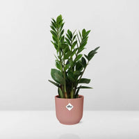 Zamioculcas – Hauteur 45-50 cm + pot ELHO Vibes Fold 14 cm rose Everspring
