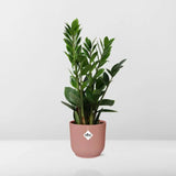 Zamioculcas – Hauteur 45-50 cm + pot ELHO Vibes Fold 14 cm rose Everspring