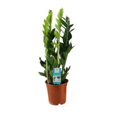 Zamioculcas Zamiifolia - Ø17cm - ↕65cm - GREEN OASIS - SHOP