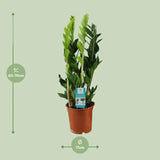Zamioculcas Zamiifolia - Ø17cm - ↕65cm - GREEN OASIS - SHOP