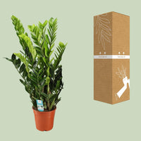 Zamioculcas Zamiifolia - Ø21cm - ↕95cm - GREEN OASIS - SHOP Plantes vertes originales livrées à votre domicile