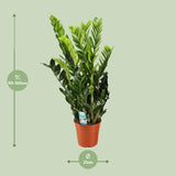 Zamioculcas Zamiifolia - Ø21cm - ↕95cm - GREEN OASIS - SHOP Plantes vertes originales livrées à votre domicile
