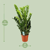 Zamioculcas Zamiifolia - Ø21cm - ↕95cm - GREEN OASIS - SHOP