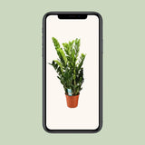 Zamioculcas Zamiifolia - Ø21cm - ↕95cm - GREEN OASIS - SHOP Plantes vertes originales livrées à votre domicile